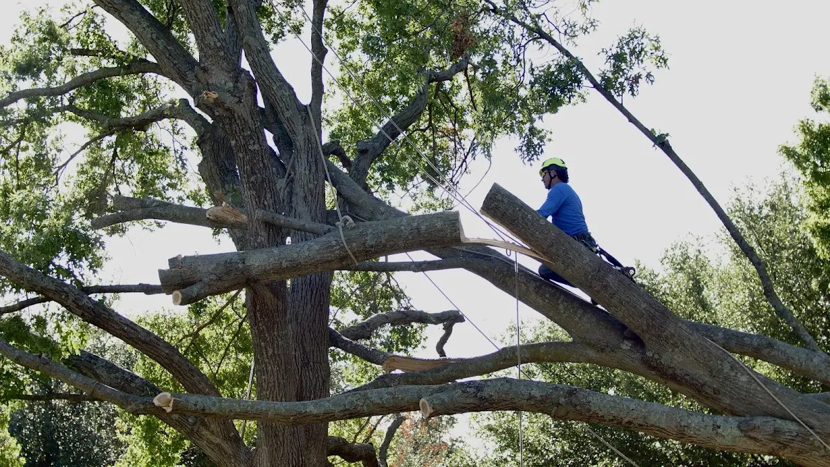 Professional Crown Thinning performed by certified arborists in Hartshorn