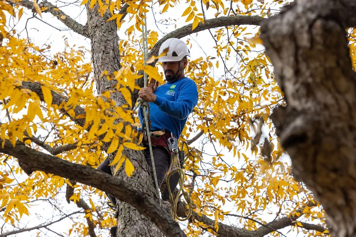 Skilled Emergency Tree Service crew working in Hartshorn